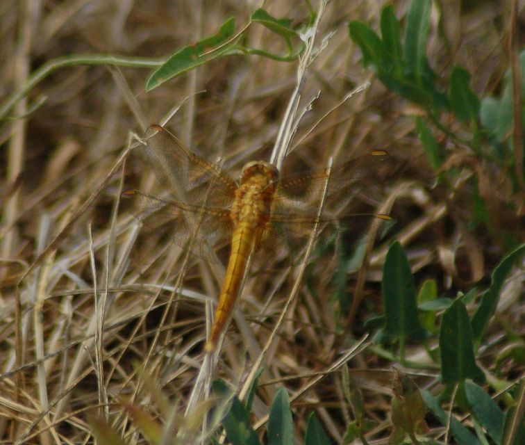 Orthetrum coerulescens - karcsú pásztorszitakötő