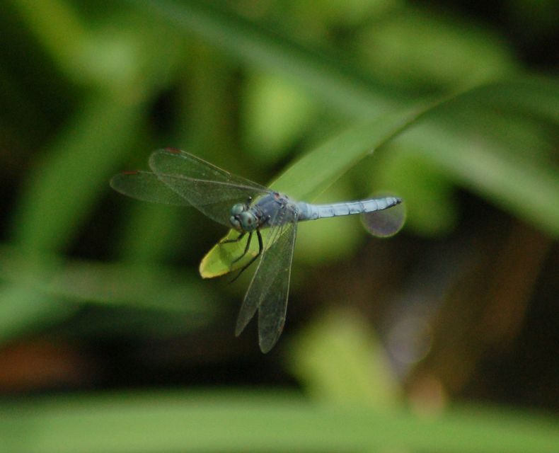 Orthetrum coerulescens - karcsú pásztorszitakötő