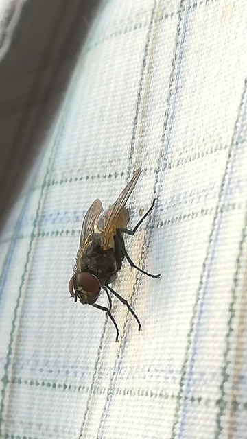 Musca domestica - házi légy
