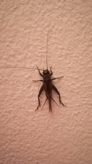 Eumodicogryllus bordigalensis - bordói tücsök