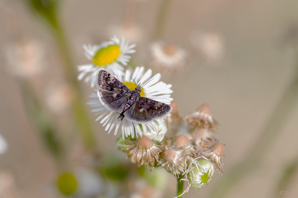Heliothela wulfeniana - fényes kormosmoly