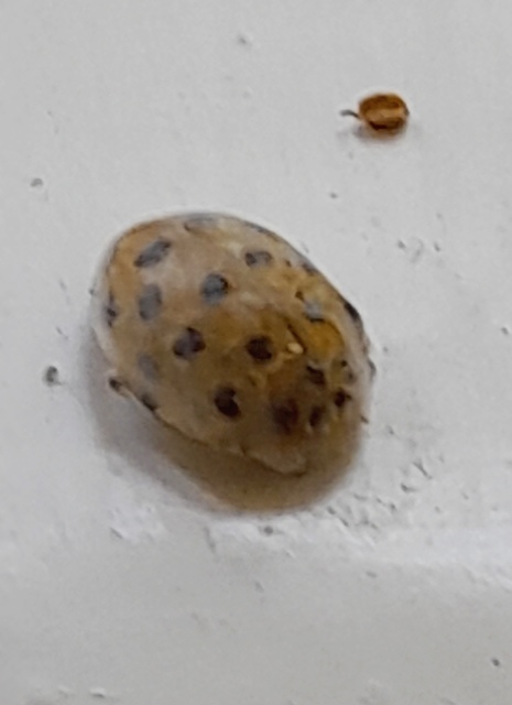 Psyllobora vigintiduopunctata - huszonkétpettyes katica