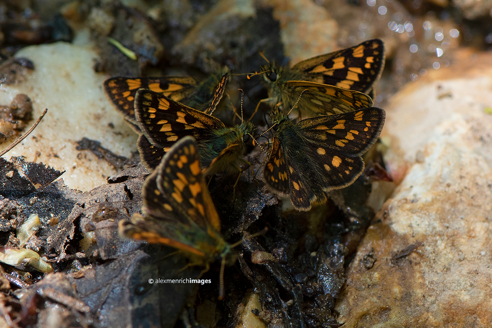 Carterocephalus palaemon - kockás busalepke