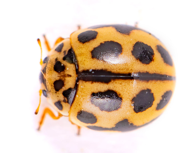 Tytthaspis sedecimpunctata - tizenhatpettyes katica