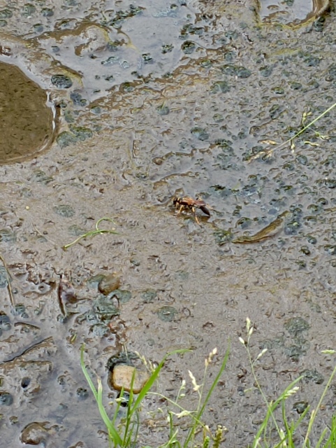 Sceliphron caementarium - feketenyelű lopódarázs