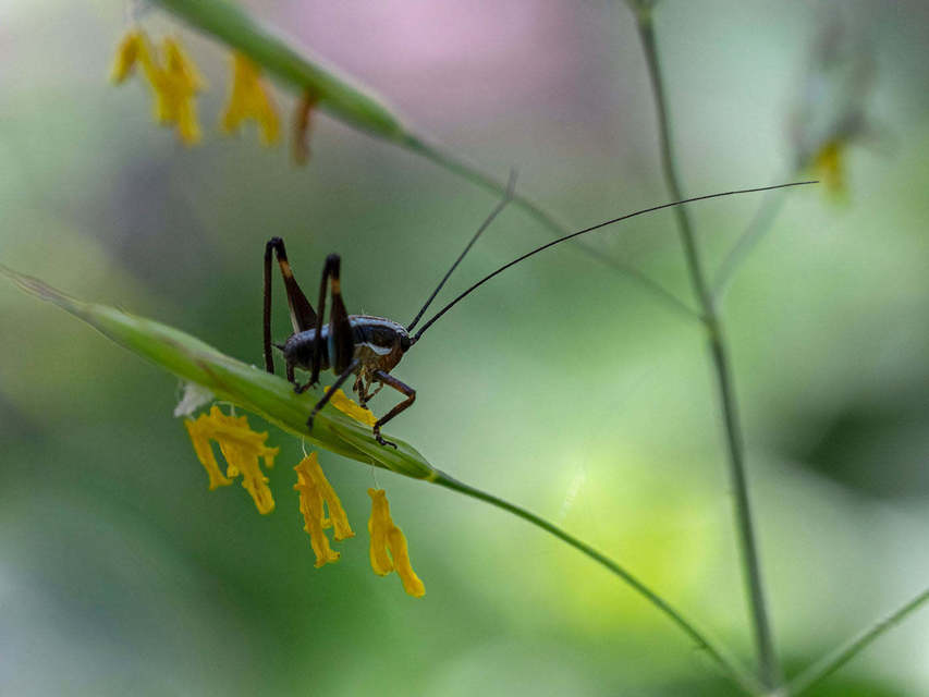 Pholidoptera fallax - galléros avarszöcske