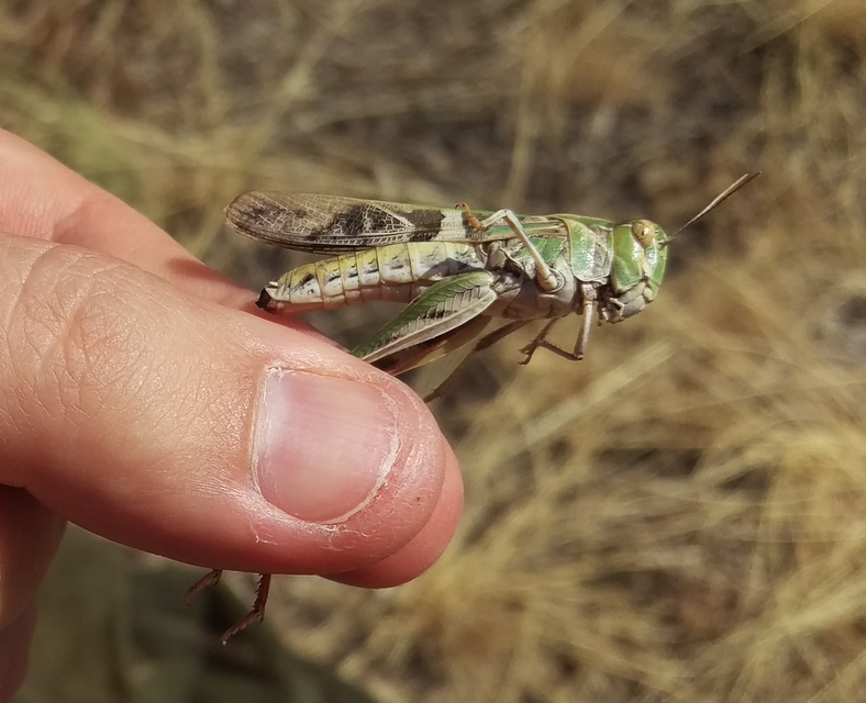 Oedaleus decorus - szalagos sáska