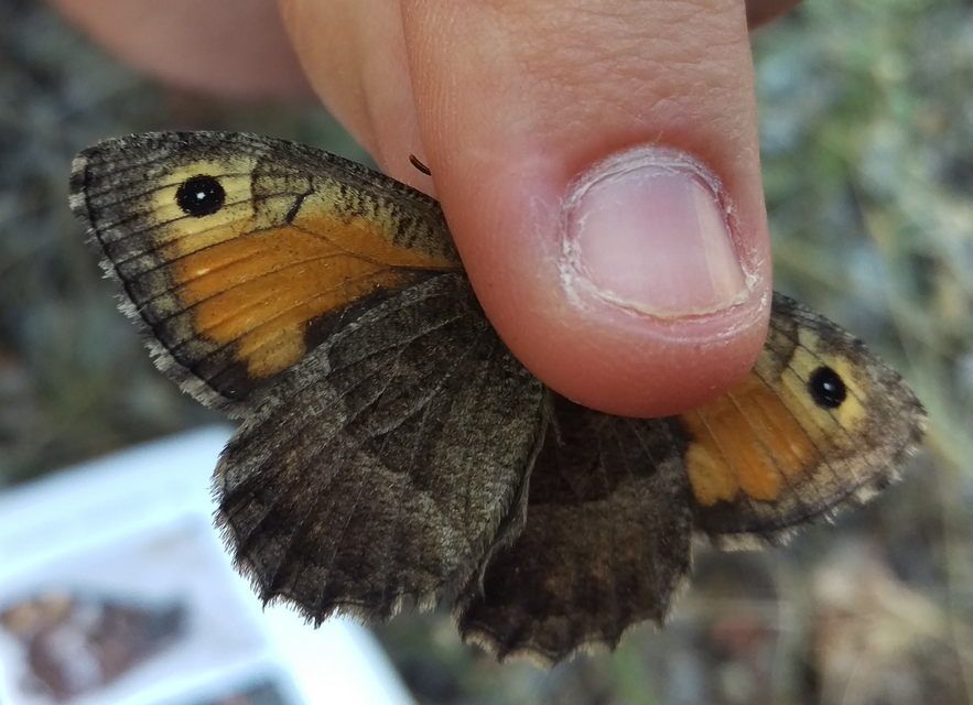 Arethusana arethusa - közönséges szemeslepke