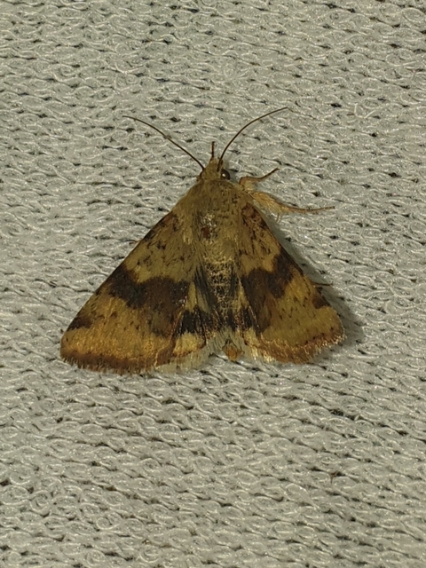 Heliothis viriplaca - mácsonyabagoly
