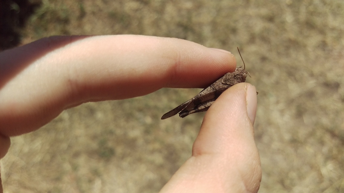 Oedipoda caerulescens - kékszárnyú sáska