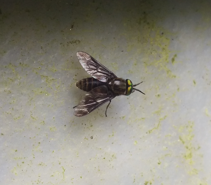 Chrysops
