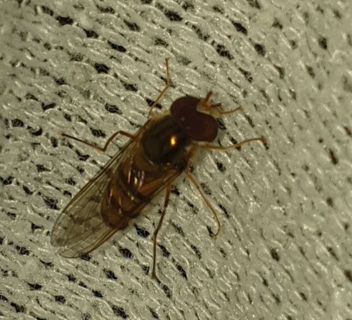 Episyrphus balteatus - ékfoltos zengőlégy