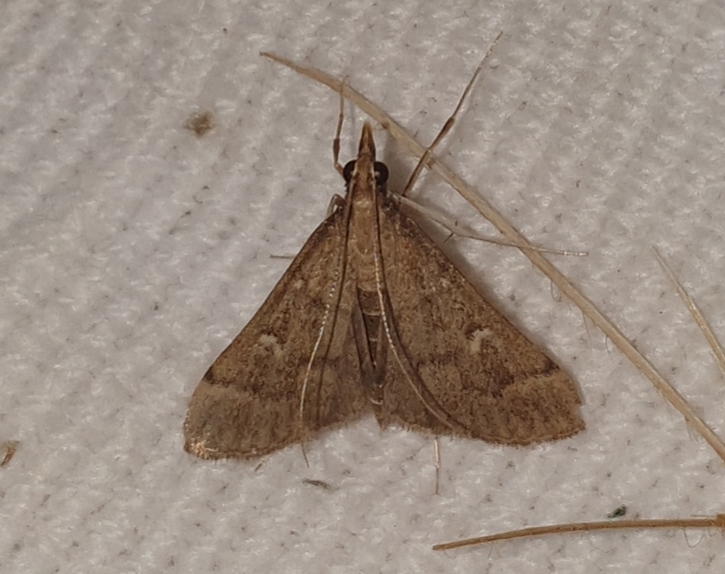 Dolicharthria punctalis - hosszúlábú tűzmoly