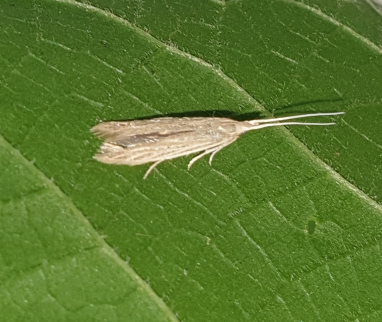 Coleophora