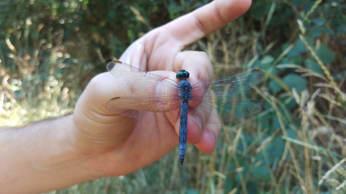 Orthetrum coerulescens - karcsú pásztorszitakötő