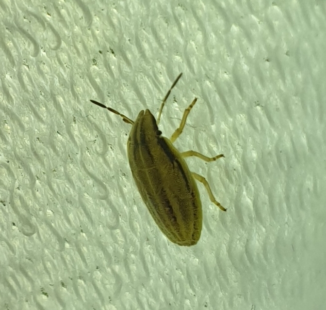 Aelia acuminata - közönséges szipolypoloska Aelia acuminata - közönséges szipolypoloska