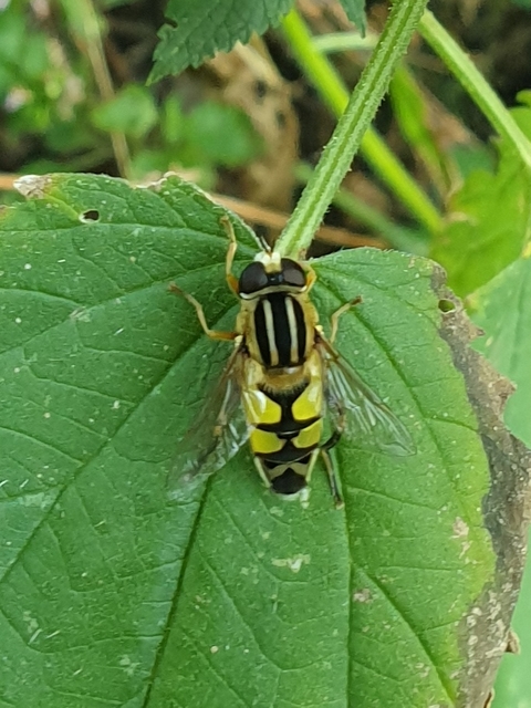 Helophilus trivittatus - nagy mocsárilégy