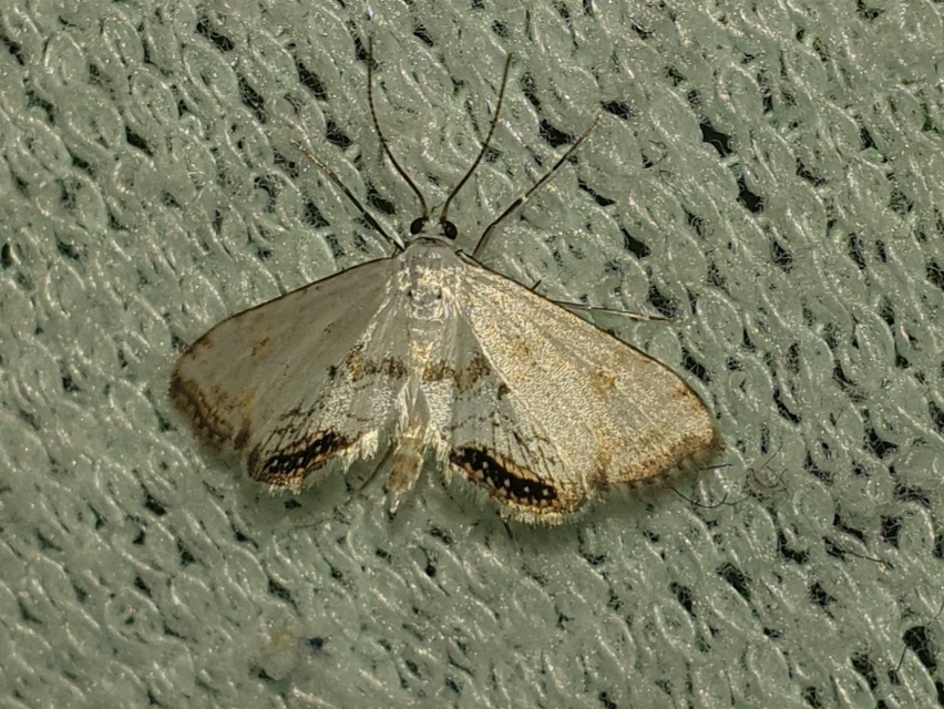 Cataclysta lemnata - békalencsemoly