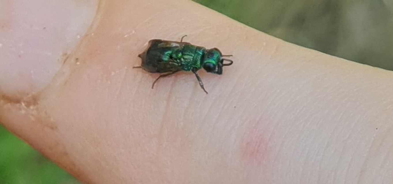Chrysididae - fémdarazsak