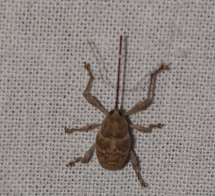 Curculio elephas - gesztenyezsuzsóka
