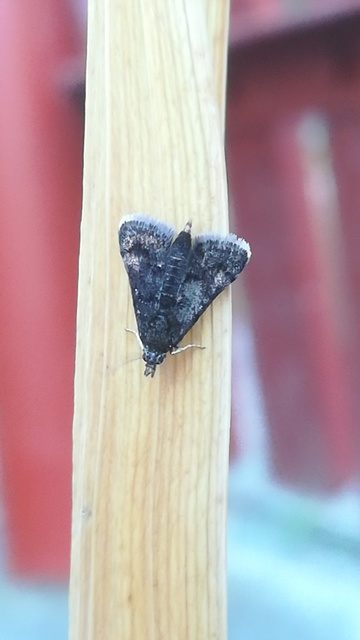 Heliothela wulfeniana - fényes kormosmoly