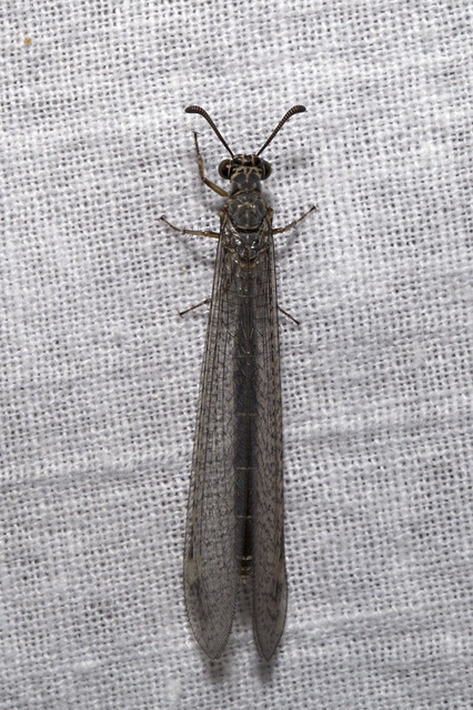 Myrmeleon