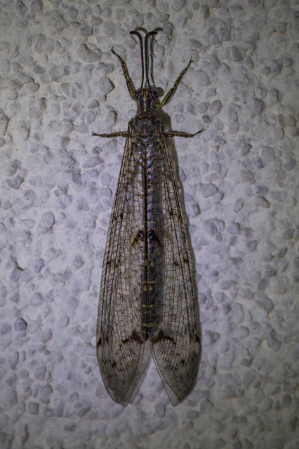 Distoleon tetragrammicus - négyfoltos hangyaleső
