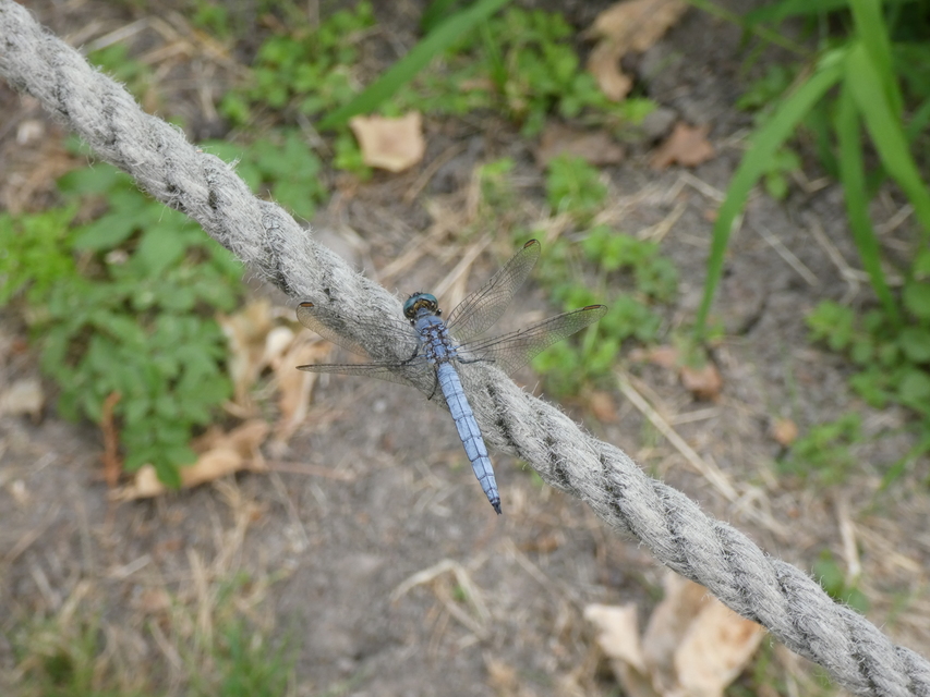 Orthetrum coerulescens - karcsú pásztorszitakötő