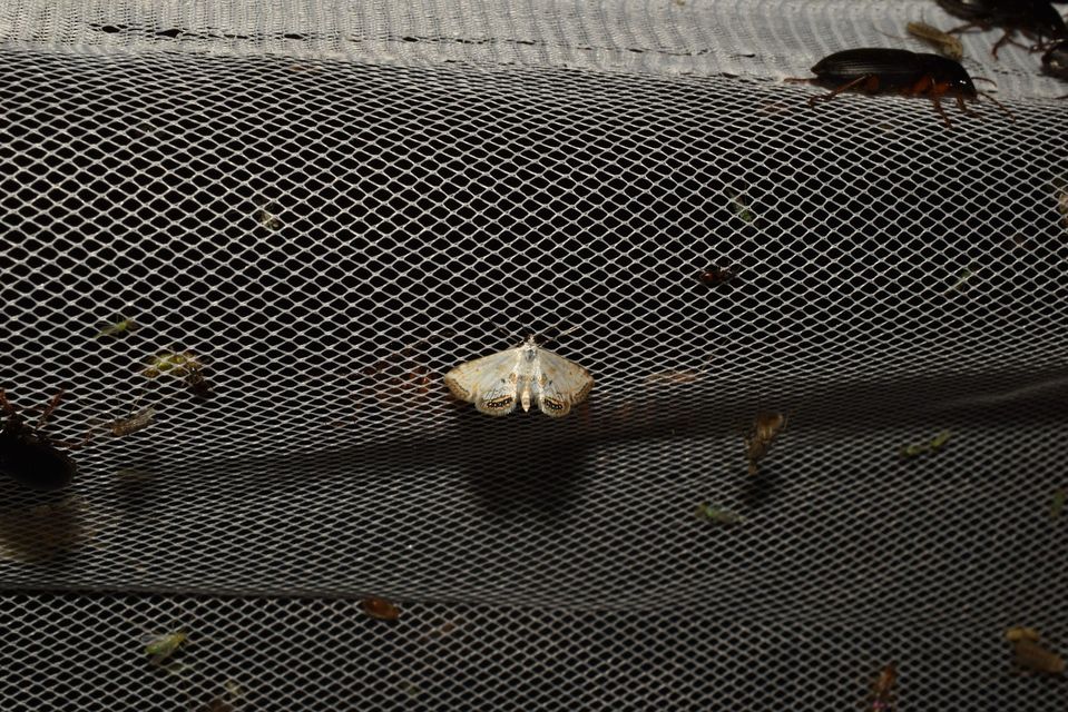 Cataclysta lemnata - békalencsemoly