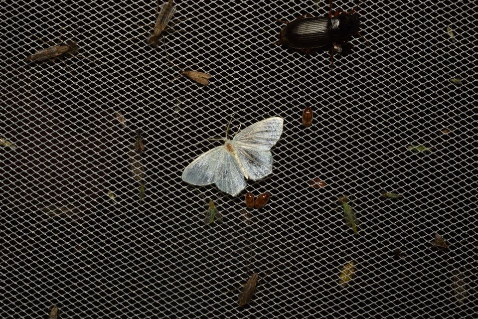 Chlorissa viridata/cloraria