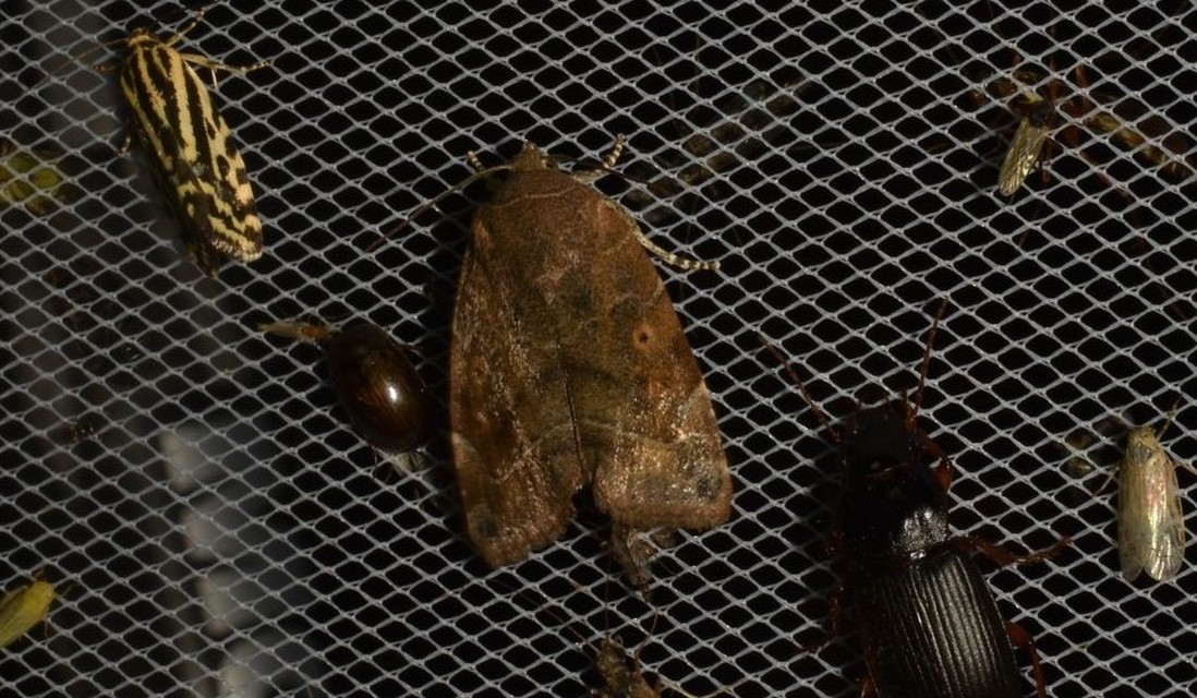 Cosmia affinis - barna lombbagoly