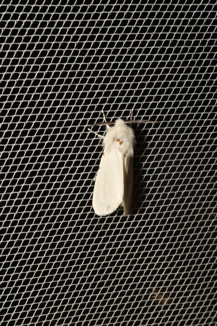 Hyphantria cunea - amerikai fehér medvelepke