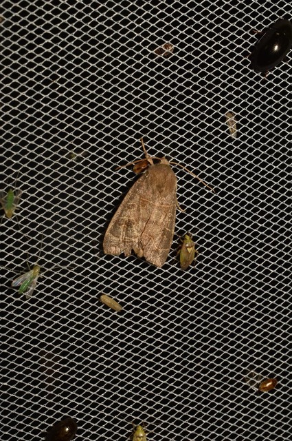 Ipimorpha subtusa - csúcsos nyárfabagoly