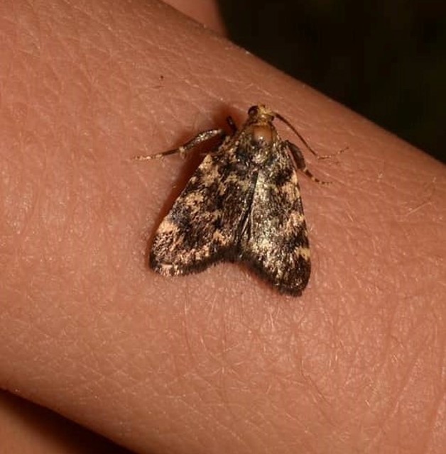 Aglossa signicostalis - hangyailonca