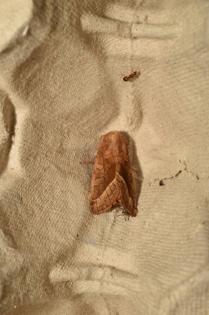 Hydraecia micacea - csillogó acsalapubagoly