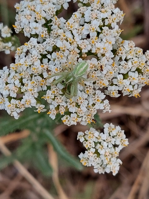 Heriaeus oblongus