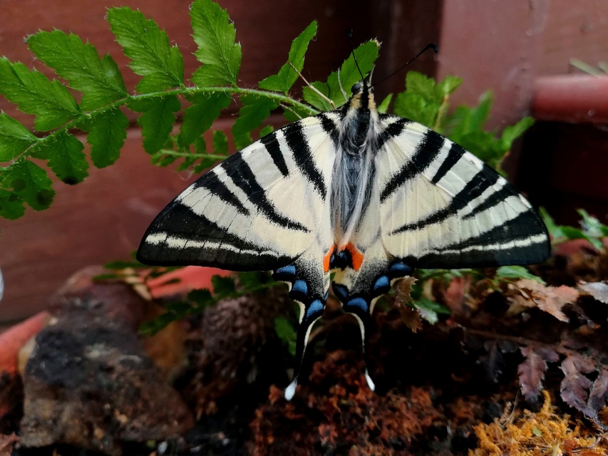 Iphiclides podalirius - kardoslepke