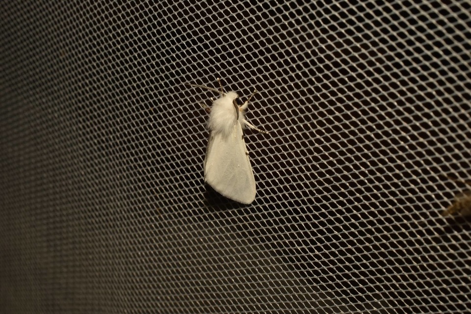 Leucoma salicis - fűzfaszövő