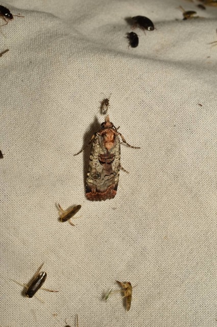 Epilecta linogrisea - karcsú sárgafűbagoly