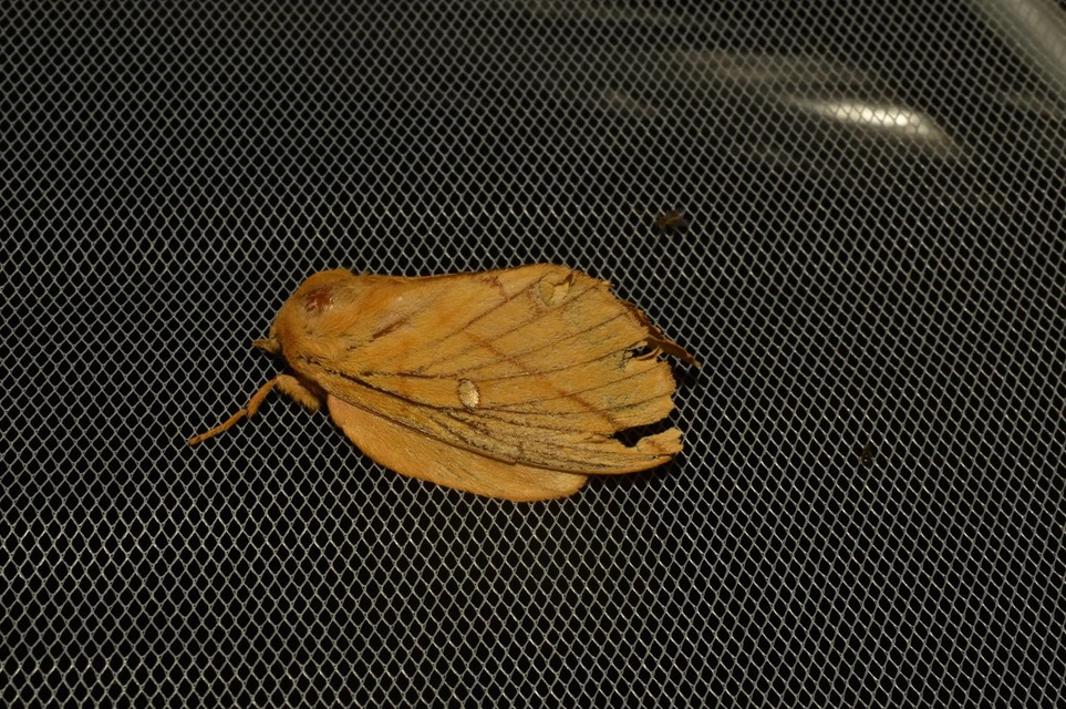 Euthrix potatoria - szomjas pohók