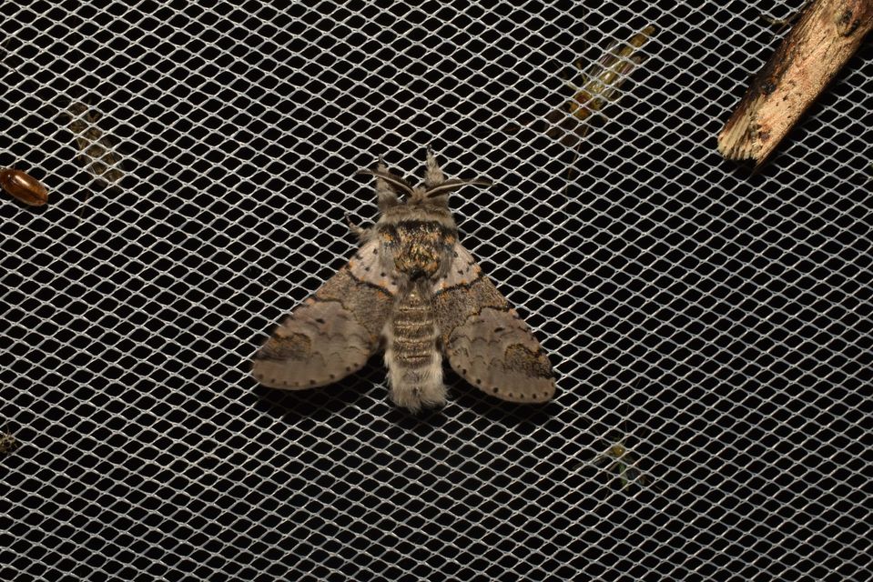 Furcula furcula - szürke púposszövő