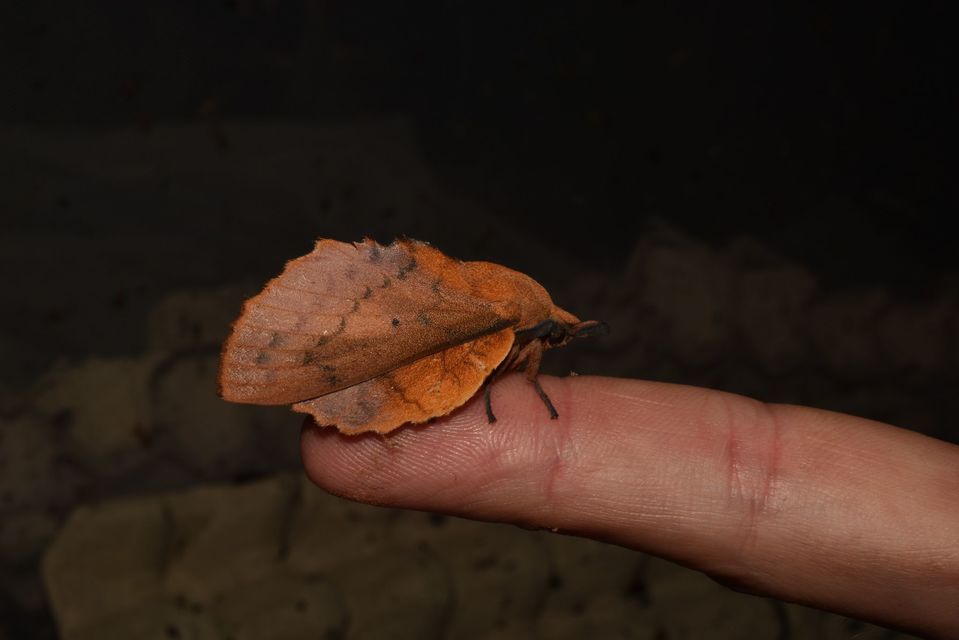 Gastropacha quercifolia - tölgylevélpohók