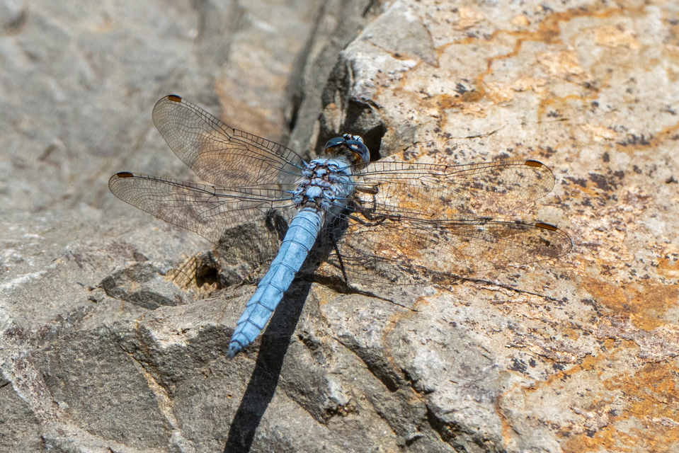 Orthetrum brunneum - pataki pásztorszitakötő