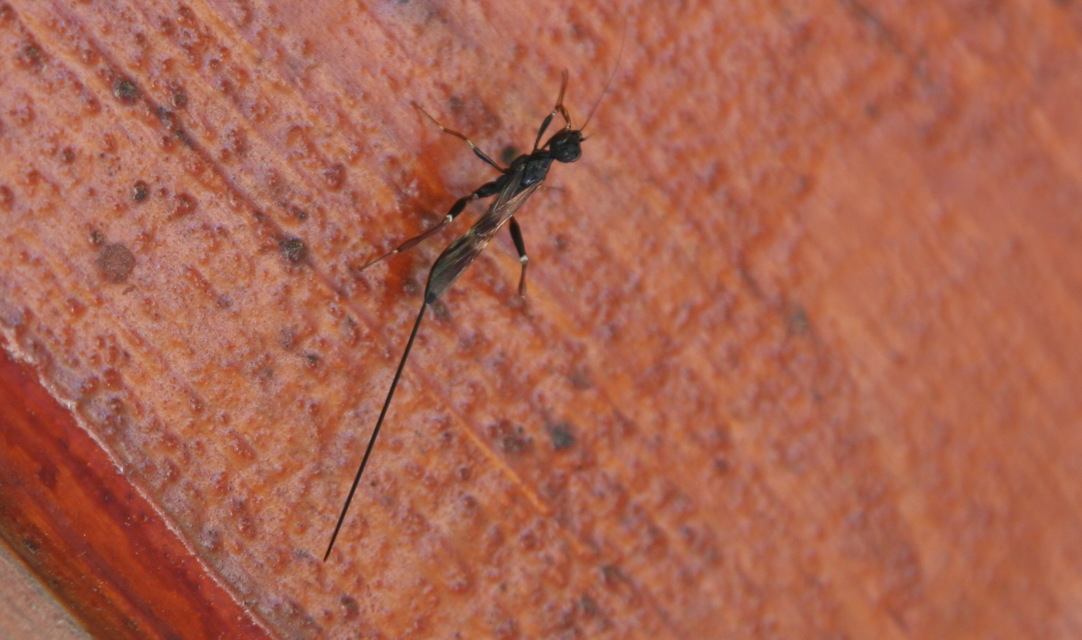 Hymenoptera - Hártyásszárnyúak