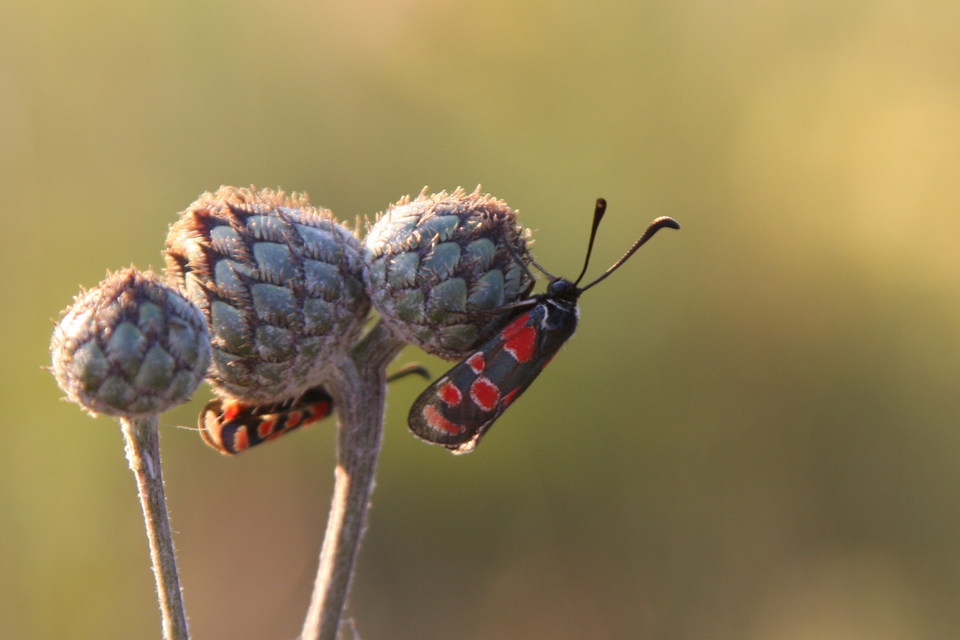 Zygaena carniolica - fehérgyűrűs csüngőlepke