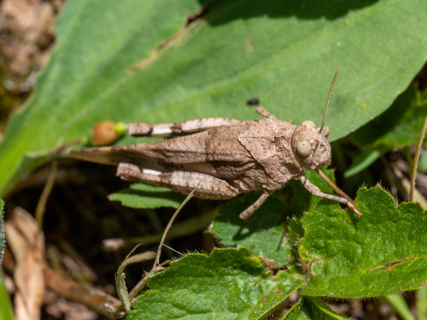 Oedipoda caerulescens - kékszárnyú sáska
