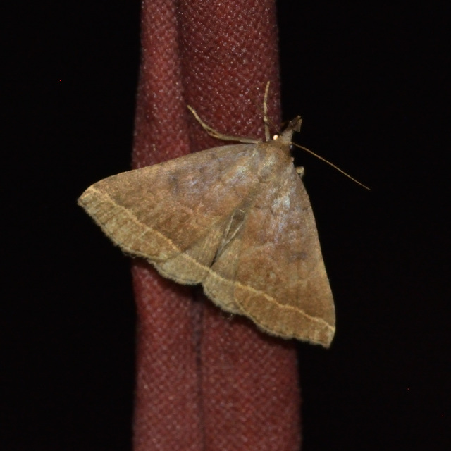Pechipogo plumigeralis - tollascsápú karcsúbagoly