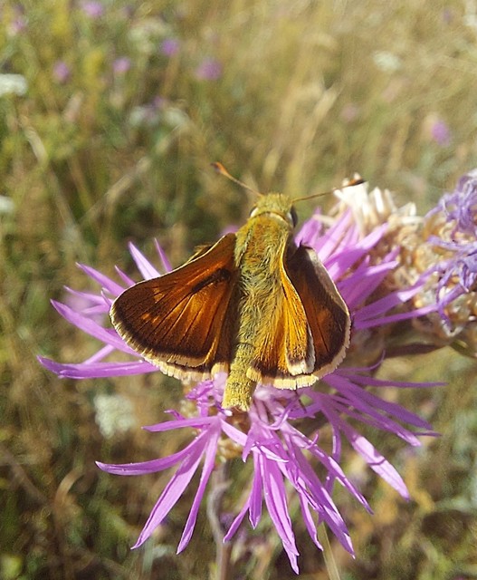 Hesperia comma - vesszős busalepke
