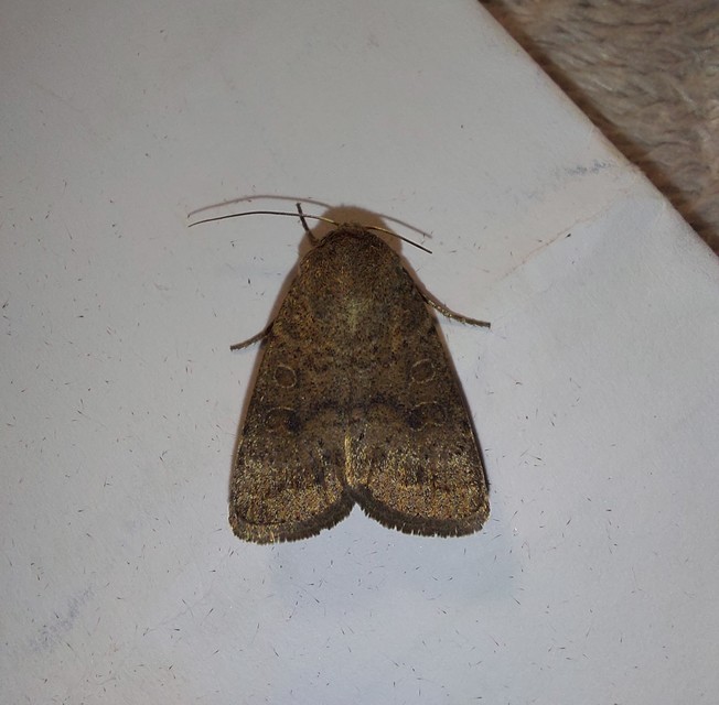 Hoplodrina octogenaria - barna selymesbagoly