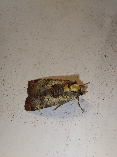 Epilecta linogrisea - karcsú sárgafűbagoly